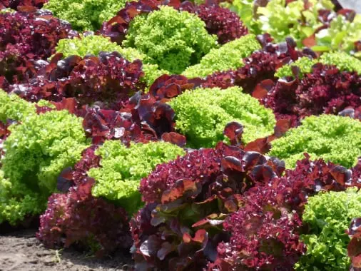 Lettuce quality management solution 