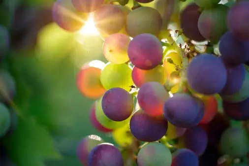 Grape quality management solution