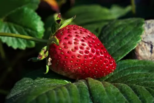 Strawberry quality management solution