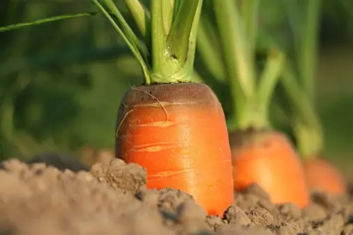 Carrot quality management solution